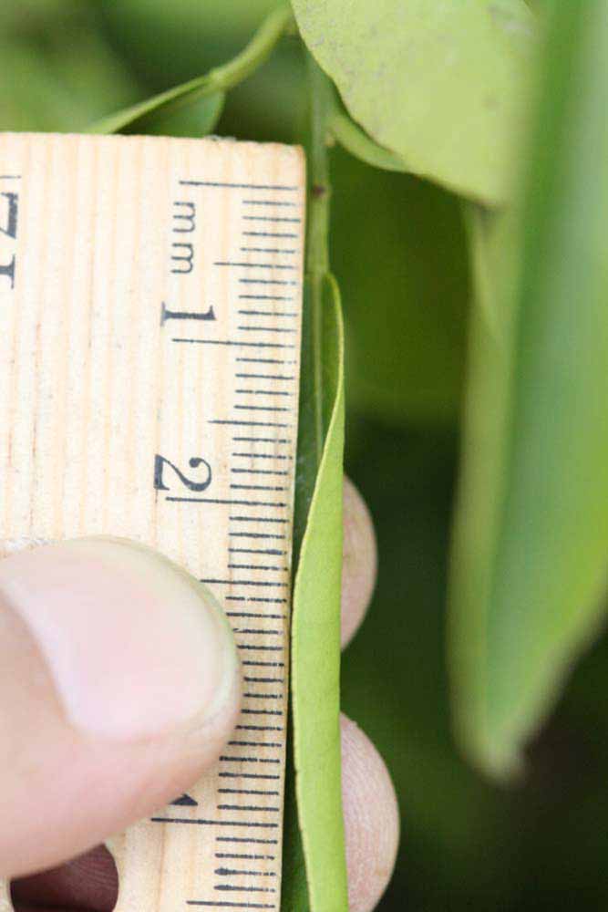            Unifoliolate leaf (Riverside, CA)   